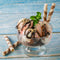 Glass Ice Cream Bowls, Set of 4